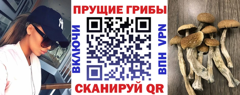 darknet клад  купить наркотики сайты  Кириллов  Галлюциногенные грибы Cubensis 
